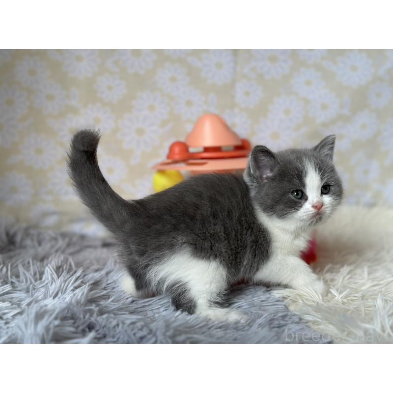 販売中の愛知県のブリティッシュショートヘア-137558の4枚目