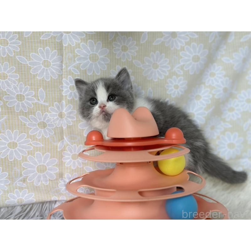 販売中の愛知県のブリティッシュショートヘア-137558の3枚目