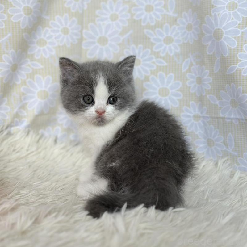 販売中の愛知県のブリティッシュショートヘア-137558の1枚目