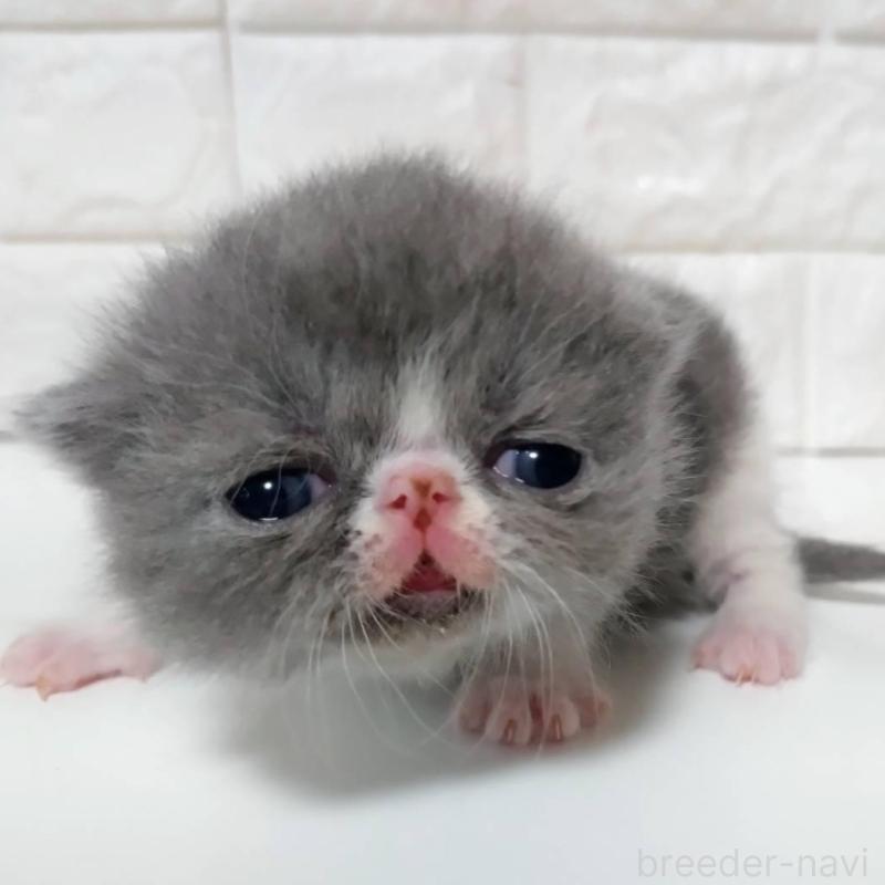 販売中の静岡県のエキゾチックショートヘア-137559の1枚目