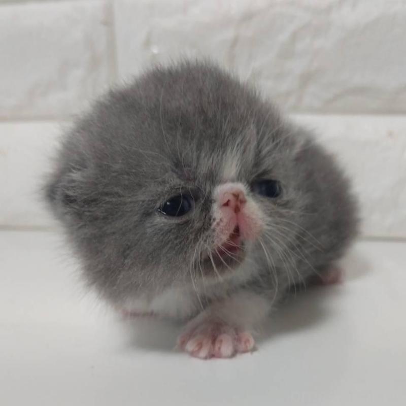 販売中の静岡県のエキゾチックショートヘア-137559の6枚目