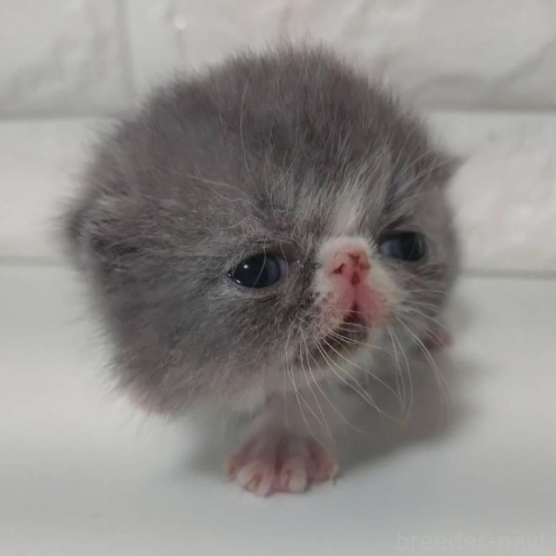 販売中の静岡県のエキゾチックショートヘア-137559の5枚目