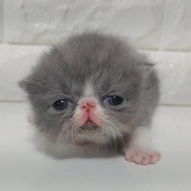 販売中の静岡県のエキゾチックショートヘア-137559の3枚目