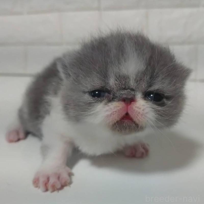 販売中の静岡県のエキゾチックショートヘア-137560の6枚目