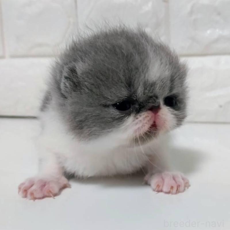 販売中の静岡県のエキゾチックショートヘア-137560の3枚目