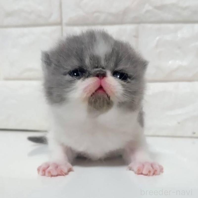 販売中の静岡県のエキゾチックショートヘア-137560の2枚目