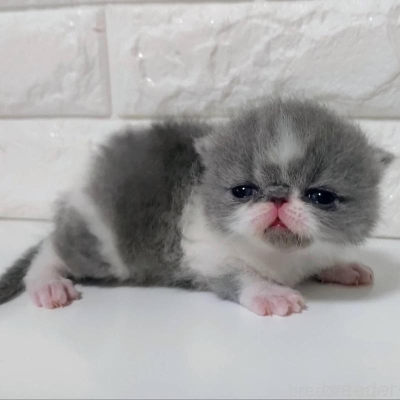 販売中の静岡県のエキゾチックショートヘア-137560