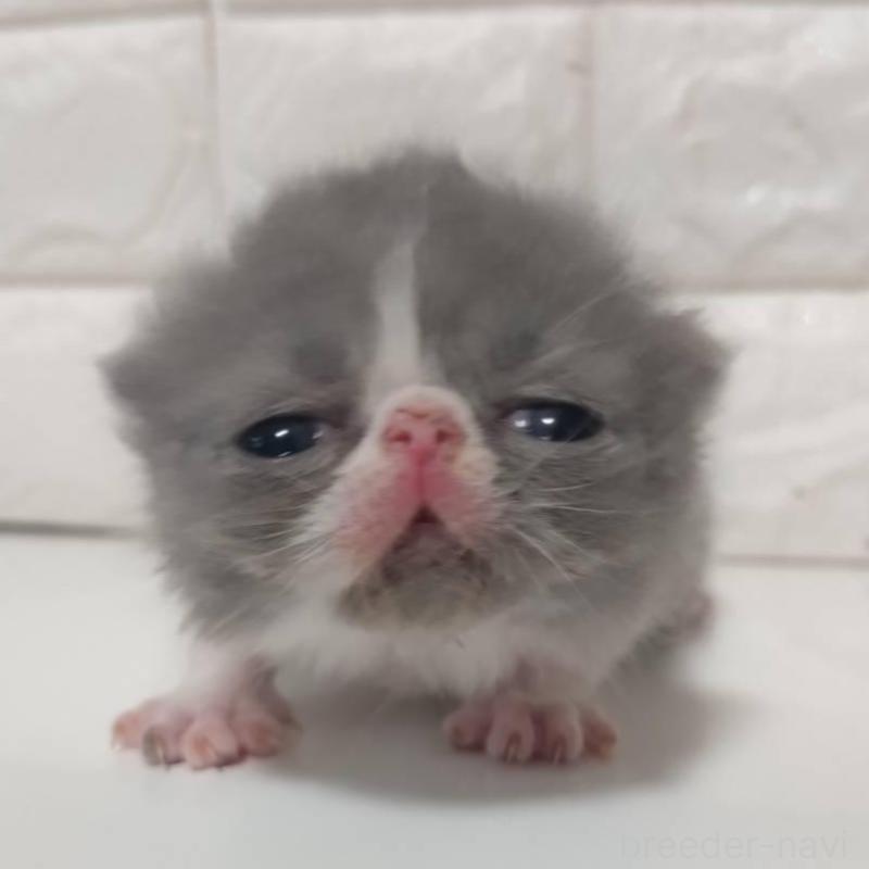 販売中の静岡県のエキゾチックショートヘア-137561