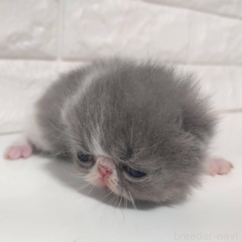 販売中の静岡県のエキゾチックショートヘア-137561の6枚目