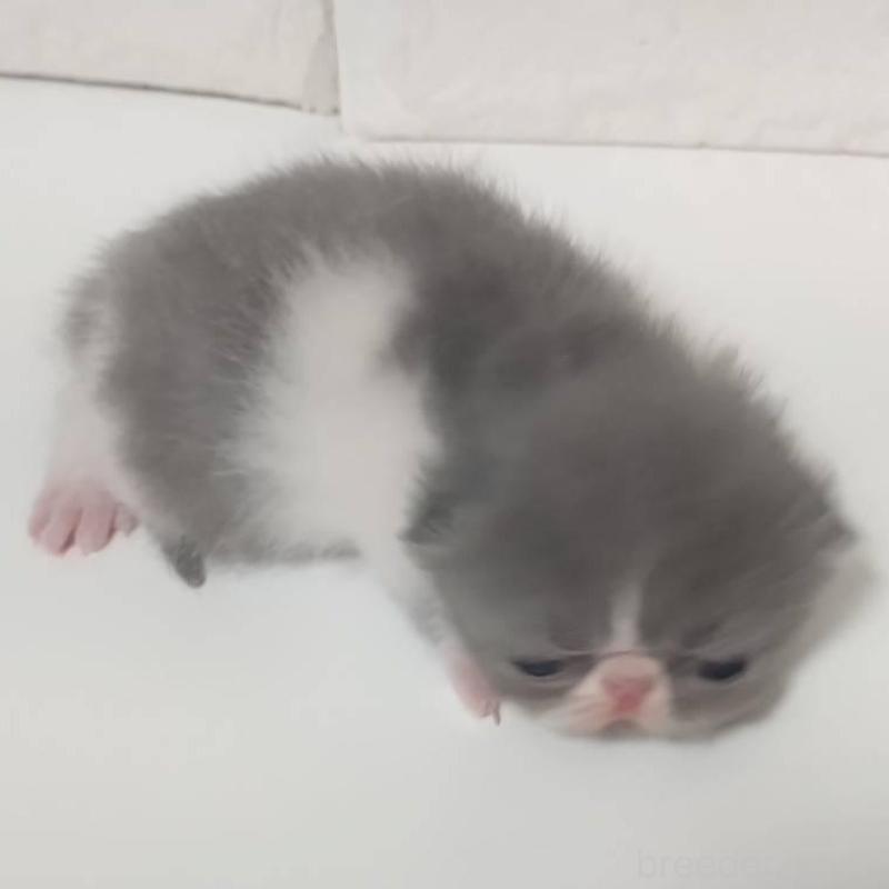 販売中の静岡県のエキゾチックショートヘア-137561の5枚目