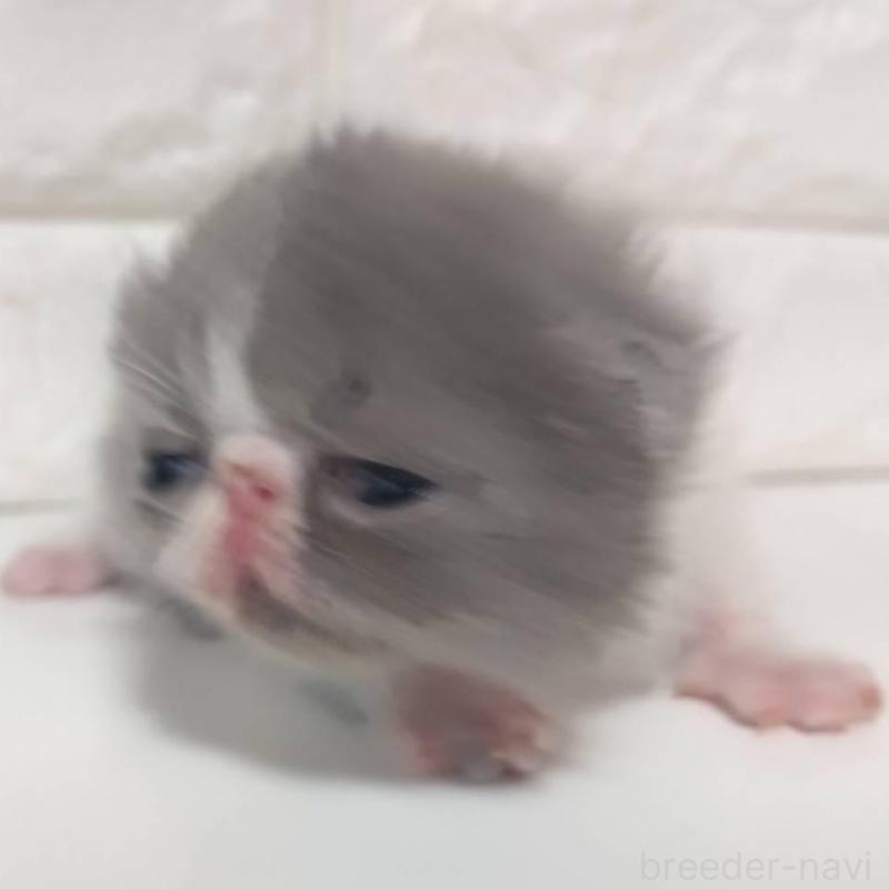 販売中の静岡県のエキゾチックショートヘア-137561の3枚目