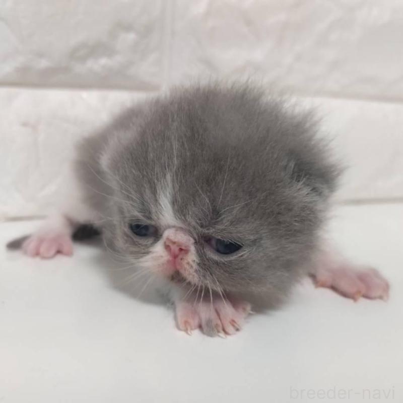 販売中の静岡県のエキゾチックショートヘア-137561の2枚目