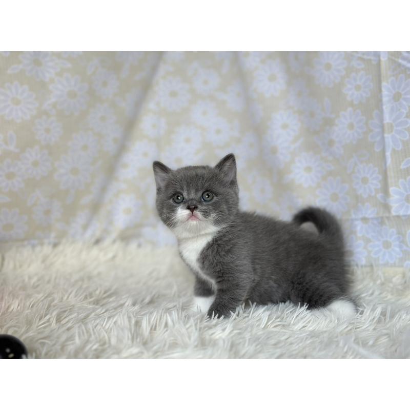 販売中の愛知県のブリティッシュショートヘア-137562の7枚目