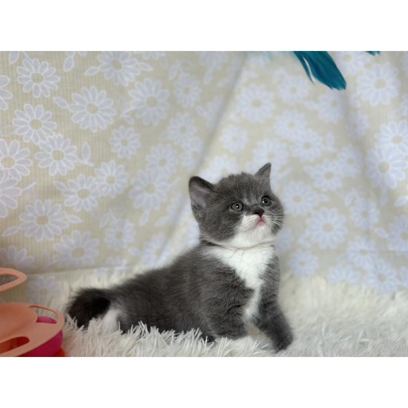 販売中の愛知県のブリティッシュショートヘア-137562の6枚目