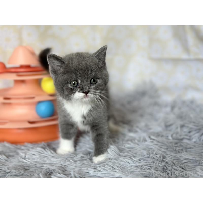 販売中の愛知県のブリティッシュショートヘア-137562の5枚目