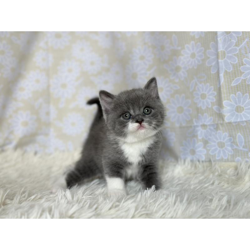 販売中の愛知県のブリティッシュショートヘア-137562の2枚目