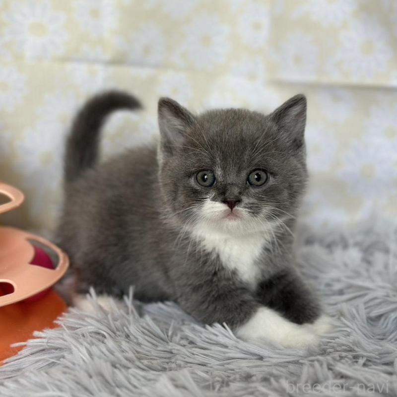 販売中の愛知県のブリティッシュショートヘア-137562