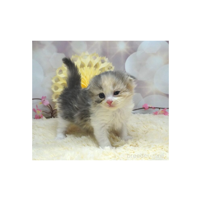 販売中の茨城県のスコティッシュフォールド(折れ耳)-137563の3枚目