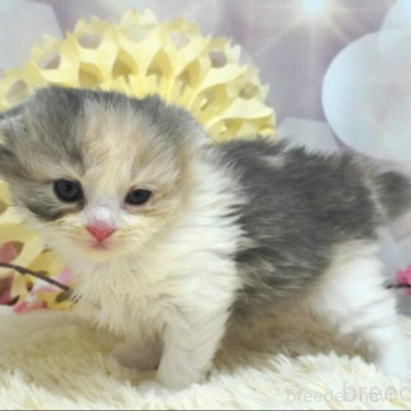 販売中の茨城県のスコティッシュフォールド(折れ耳)-137563の2枚目