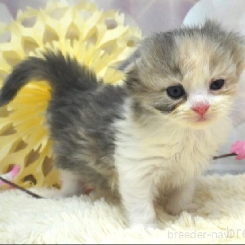 販売中の茨城県のスコティッシュフォールド(折れ耳)-137563