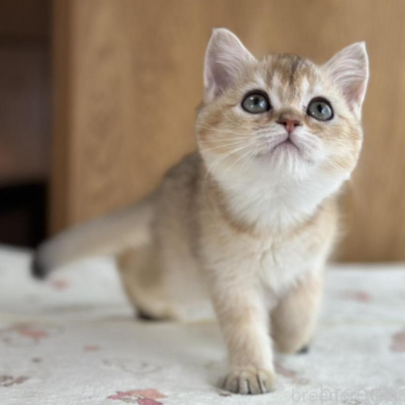 商談中の愛知県のブリティッシュショートヘア-137016