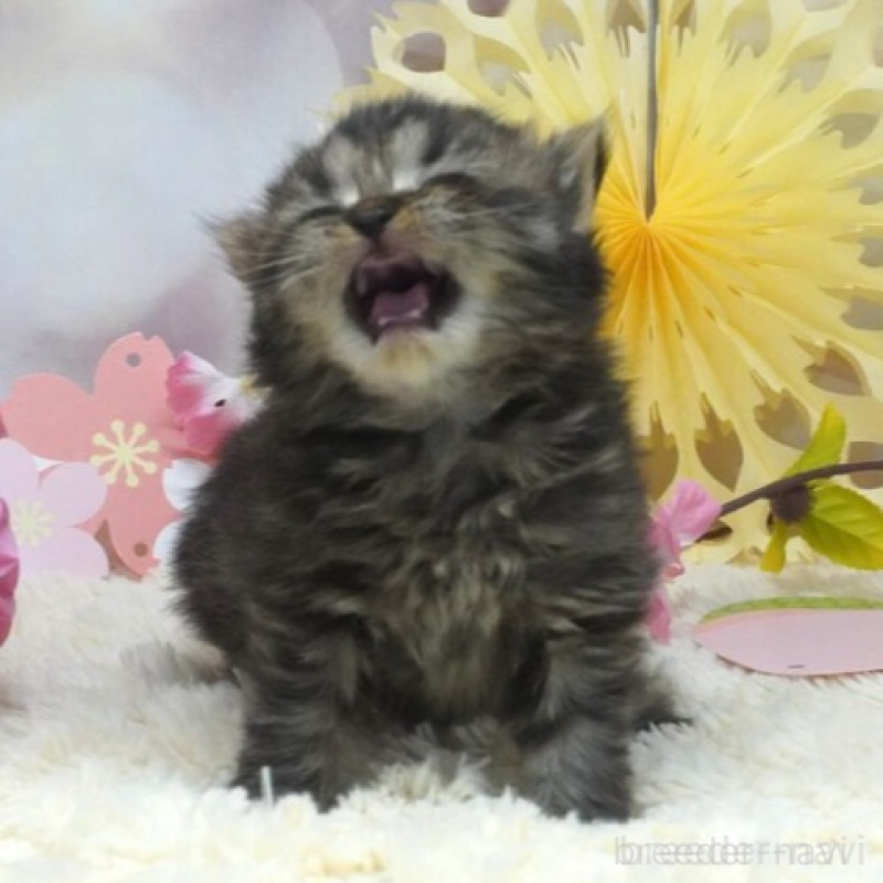 販売中の茨城県のスコティッシュフォールド-137564の3枚目