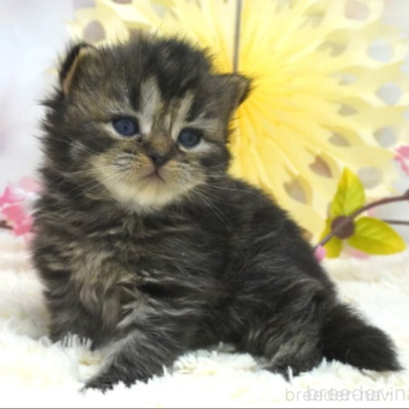 販売中の茨城県のスコティッシュフォールド-137564の1枚目