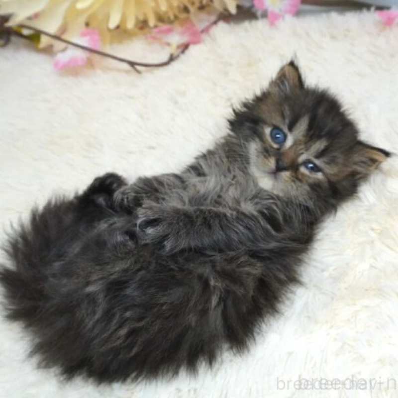 販売中の茨城県のスコティッシュフォールド-137564の2枚目