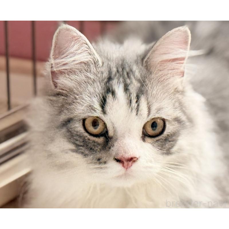 販売中の静岡県のスコティッシュフォールド-137565の5枚目