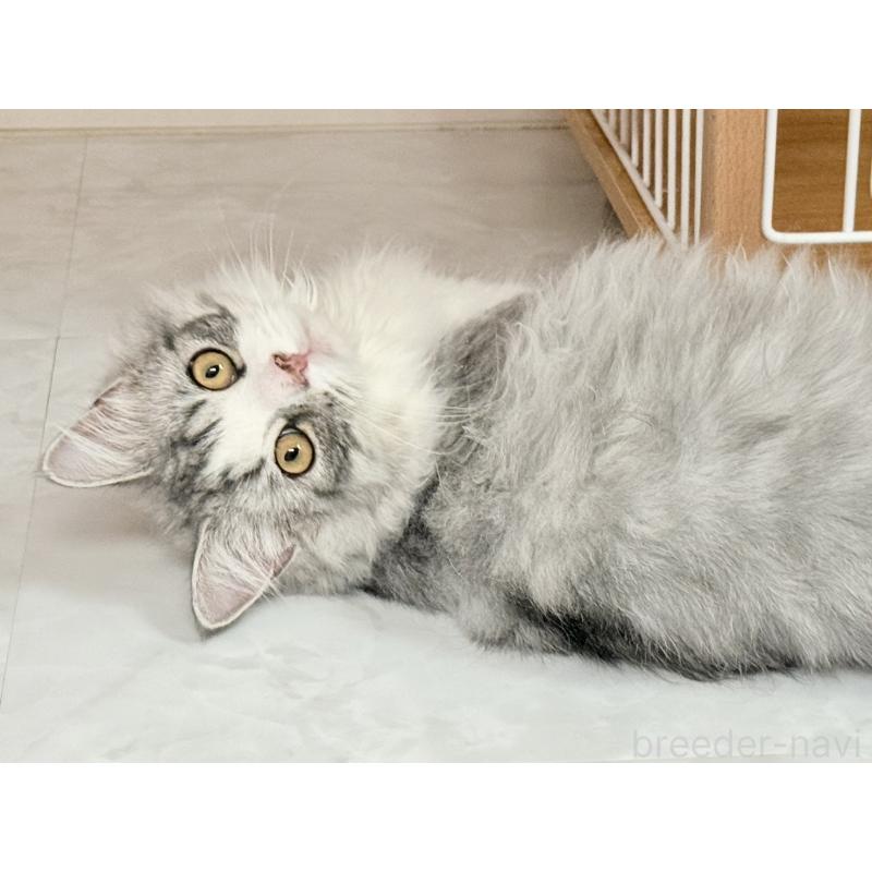 販売中の静岡県のスコティッシュフォールド-137565の4枚目