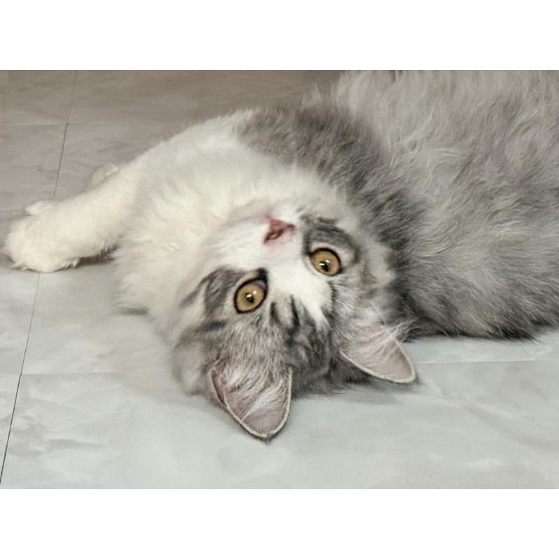 販売中の静岡県のスコティッシュフォールド-137565の3枚目