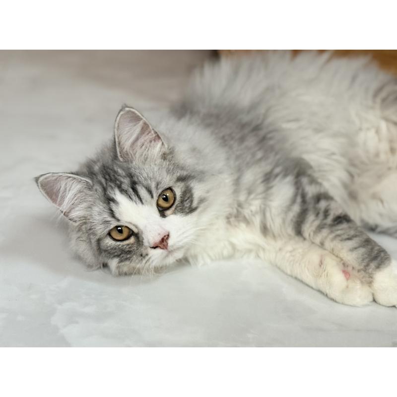 販売中の静岡県のスコティッシュフォールド-137565の2枚目