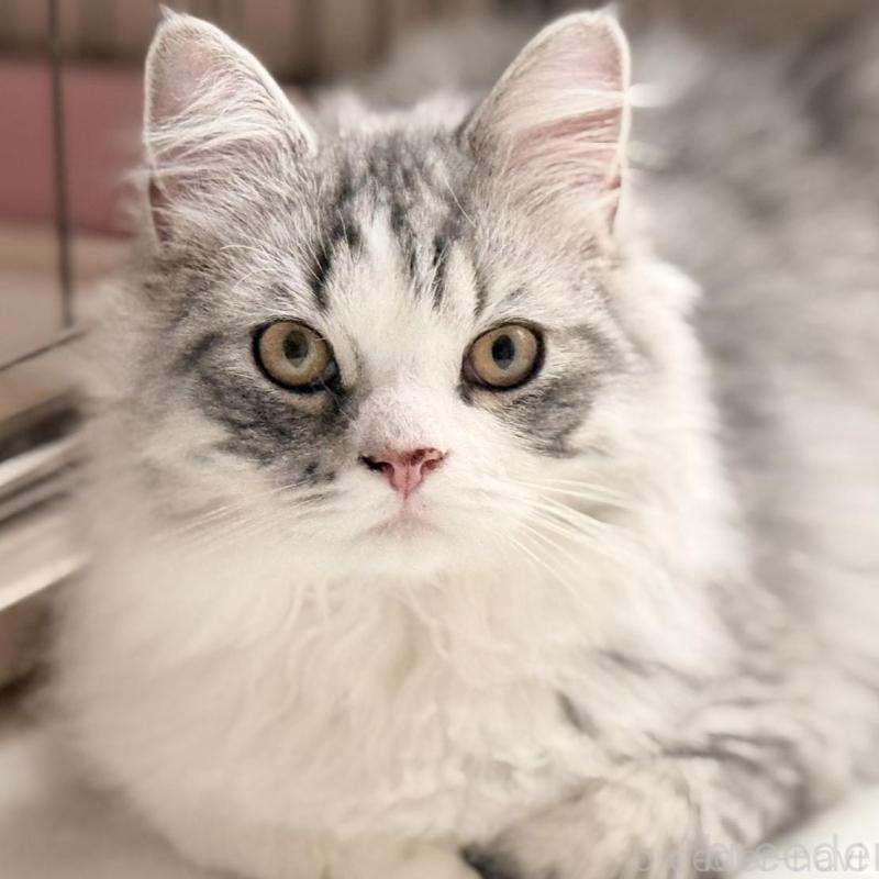 販売中の静岡県のスコティッシュフォールド-137565の1枚目