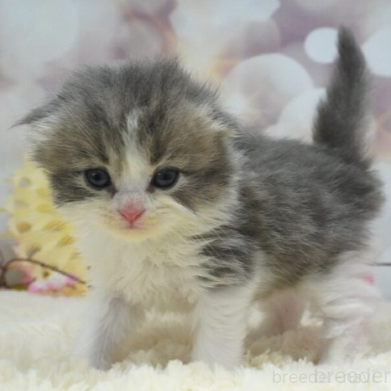 販売中の茨城県のスコティッシュフォールド(折れ耳)-137566の3枚目