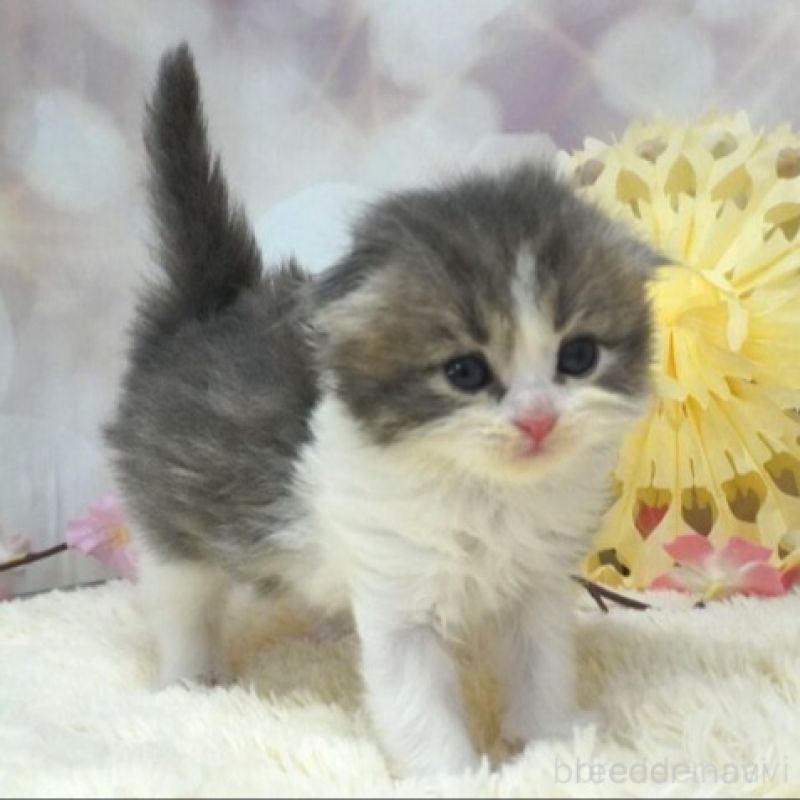 販売中の茨城県のスコティッシュフォールド(折れ耳)-137566の2枚目