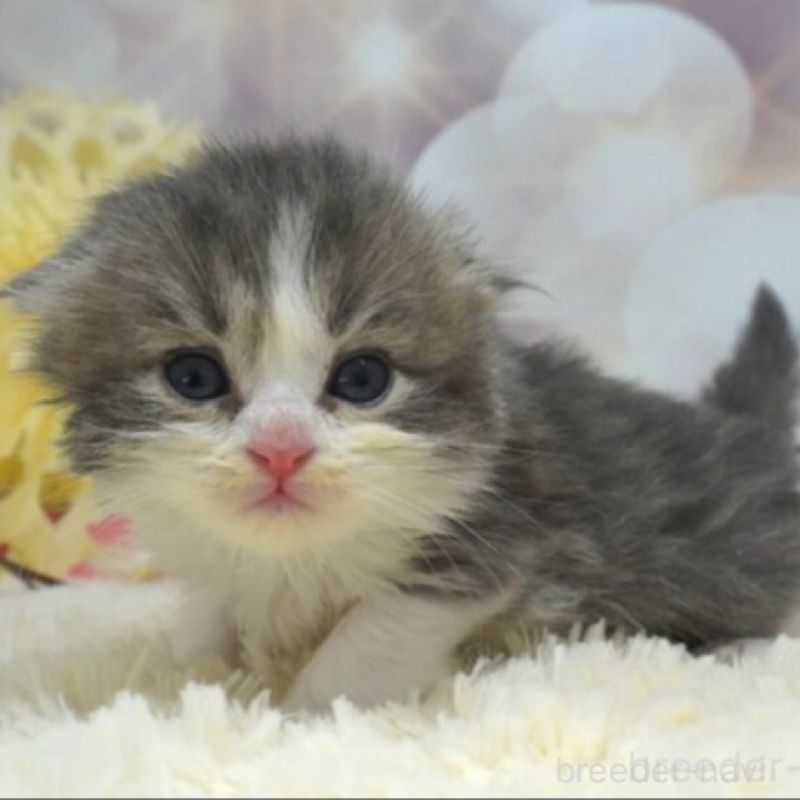 販売中の茨城県のスコティッシュフォールド(折れ耳)-137566