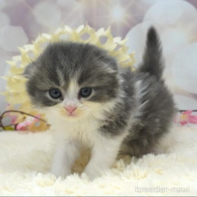 販売中の茨城県のスコティッシュフォールド(折れ耳)-137567の2枚目