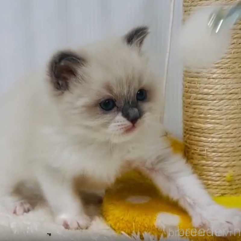 販売中の埼玉県のラグドール-137568の2枚目