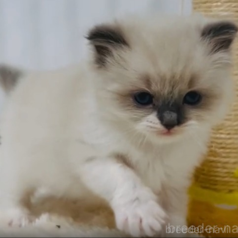 販売中の埼玉県のラグドール-137568