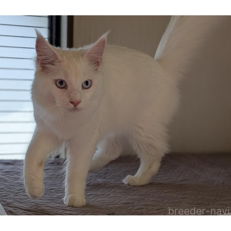 販売中の愛媛県のメインクーン-123037