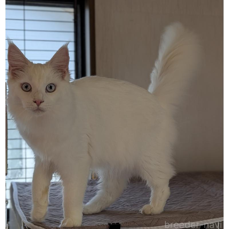 販売中の愛媛県のメインクーン-123037の5枚目