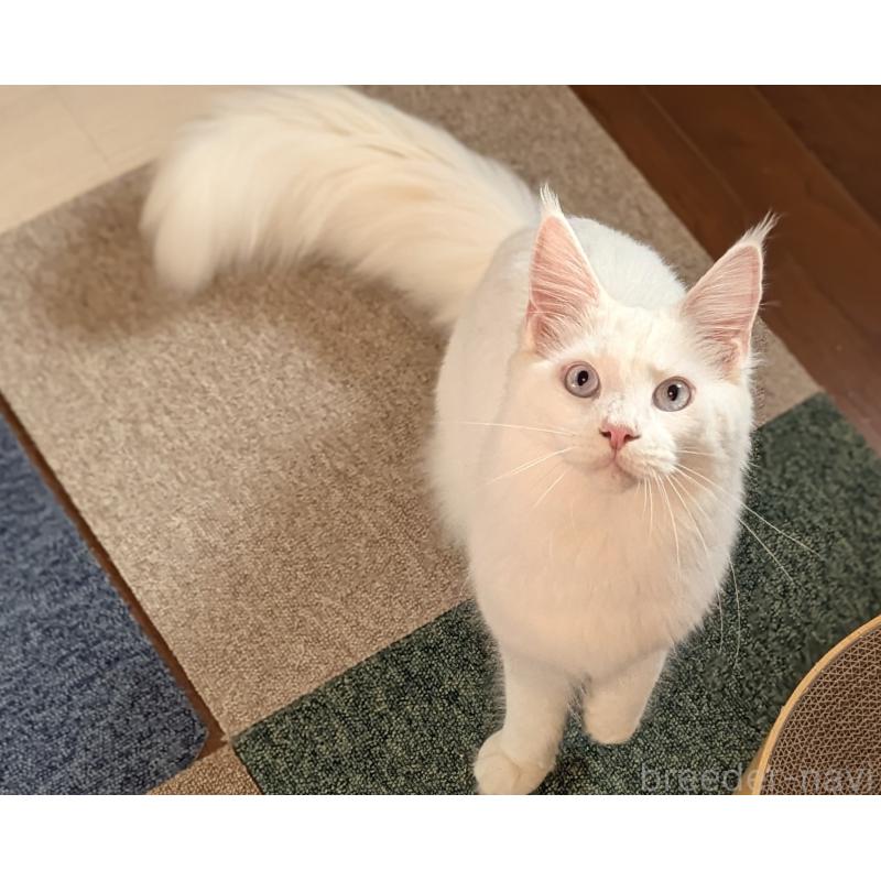 販売中の愛媛県のメインクーン-123037の4枚目