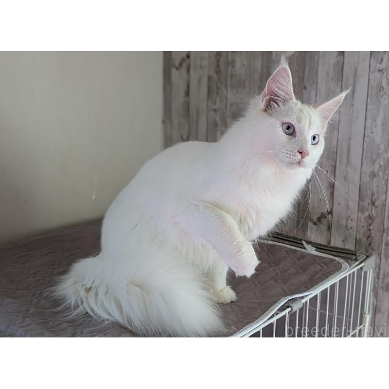 販売中の愛媛県のメインクーン-123037の3枚目