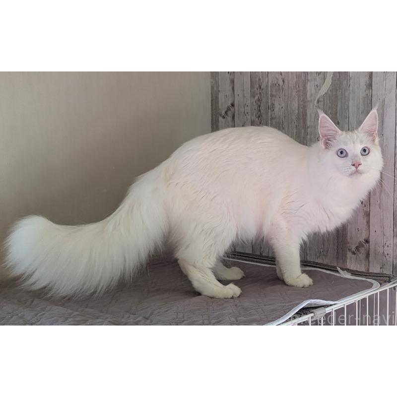 販売中の愛媛県のメインクーン-123037の2枚目