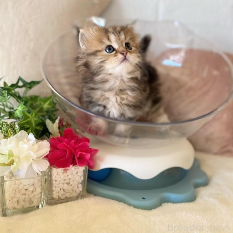 販売中の愛知県のミヌエット-137570の6枚目