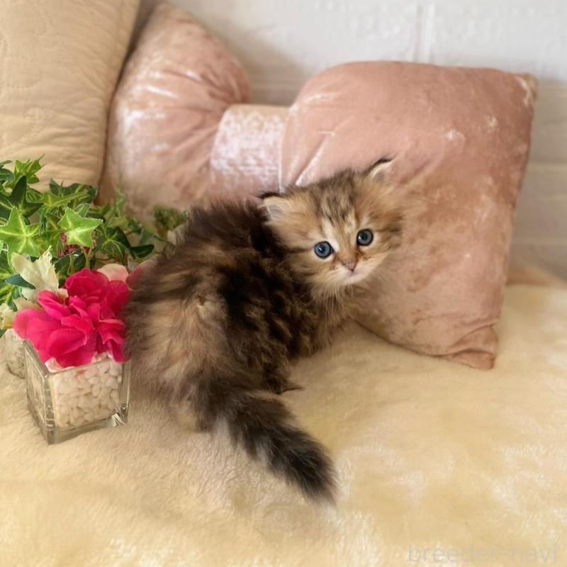 販売中の愛知県のミヌエット-137570の4枚目