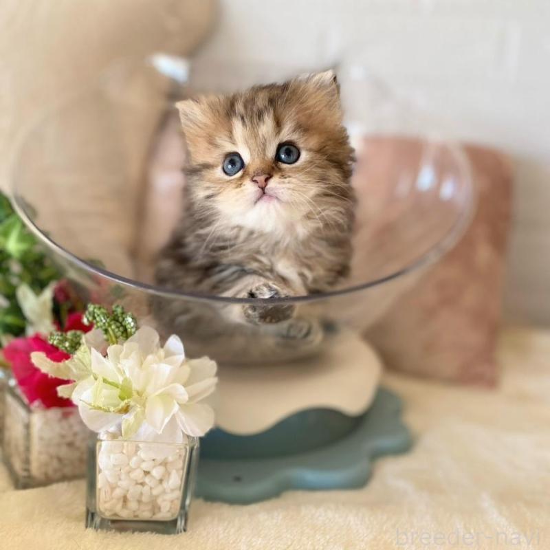 販売中の愛知県のミヌエット-137570の3枚目