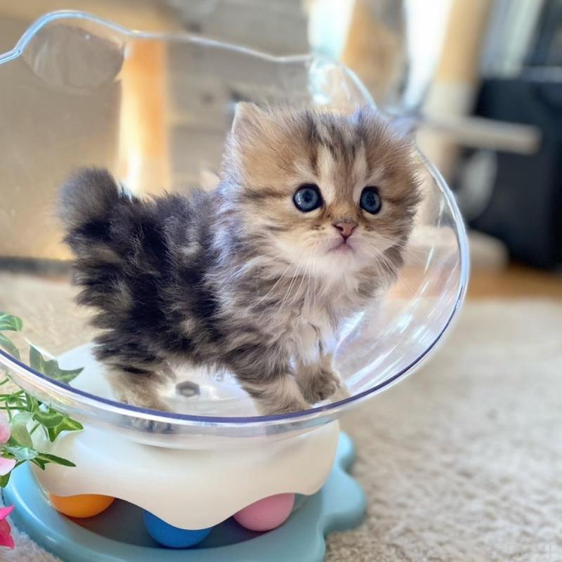 販売中の愛知県のミヌエット-137570の2枚目