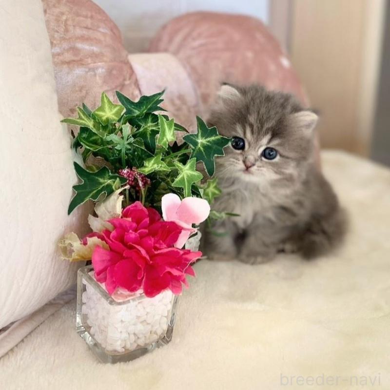 販売中の愛知県のミヌエット-137571の6枚目