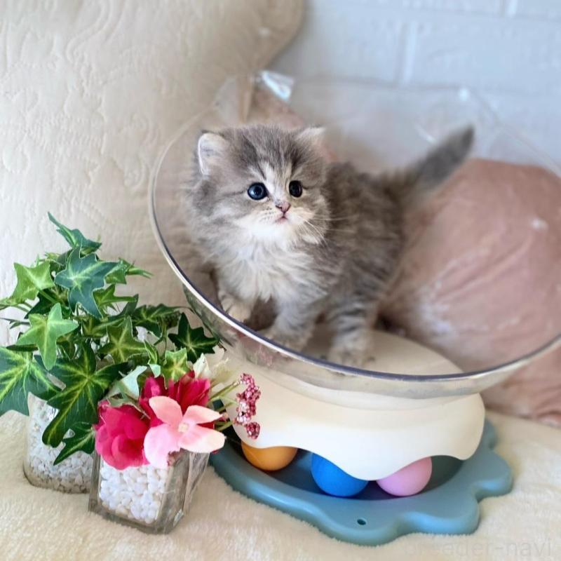 販売中の愛知県のミヌエット-137571の4枚目